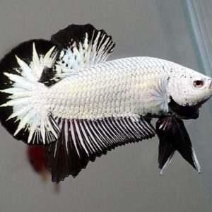 Cupang Plakat Koi Galaxy | Big Giant