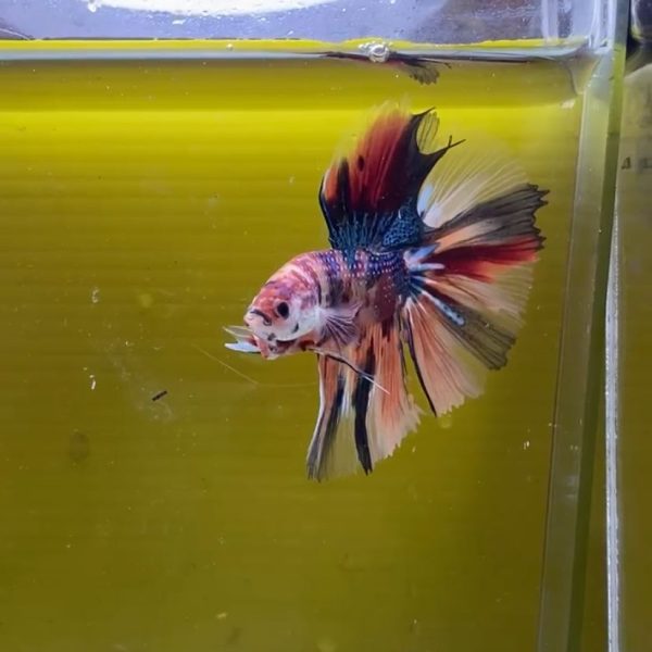 Cupang Fancy Nemo Galaxy Halfmoon - Gambar 2
