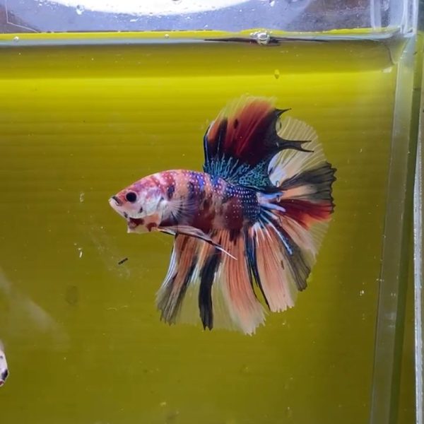 Cupang Fancy Nemo Galaxy Halfmoon - Gambar 3