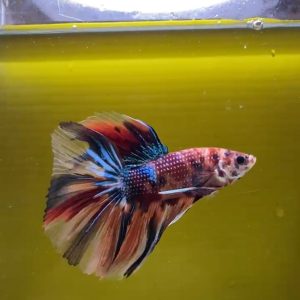 Cupang Fancy Nemo Galaxy Halfmoon