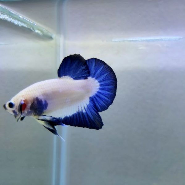 Cupang Halfmoon Fancy Blue Rim - Gambar 2