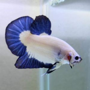 Cupang Halfmoon Fancy Blue Rim