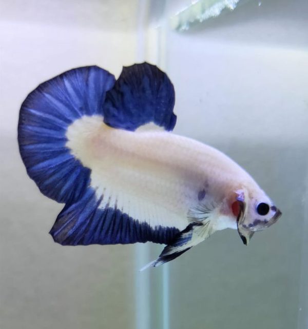Cupang Halfmoon Fancy Blue Rim
