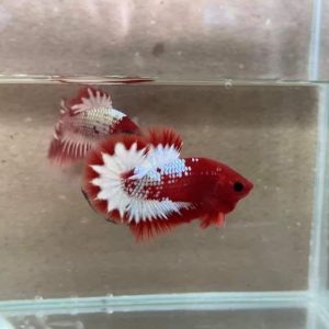 Cupang Plakat Fancy Red Koi Nemo Galaxy
