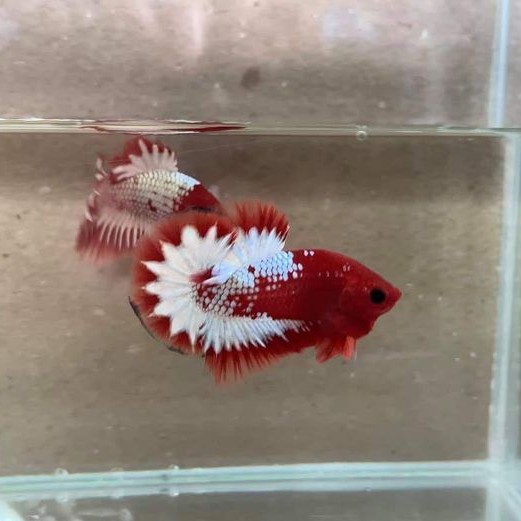 Cupang Plakat Fancy Red Koi Nemo Galaxy