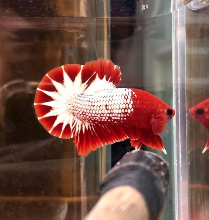 Cupang Plakat Fancy Red Koi Nemo Galaxy - Gambar 2