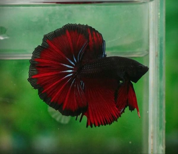 Cupang Plakat Hellboy Red Black | Big Giant - Gambar 2