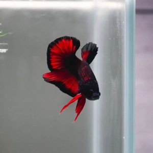 Cupang Plakat Hellboy Red Black | Big Giant