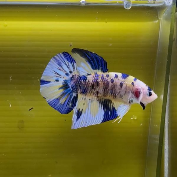 Cupang Plakat Fancy Koi Blue Rim - Gambar 2