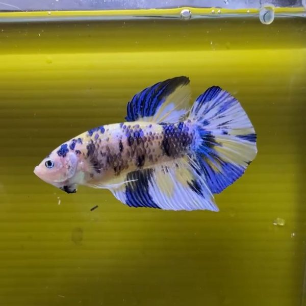 Cupang Plakat Fancy Koi Blue Rim - Gambar 3
