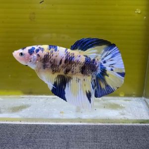 Cupang Plakat Fancy Koi Blue Rim
